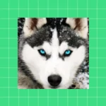 Logo of Husky Dog Wallpaper HD android Application 