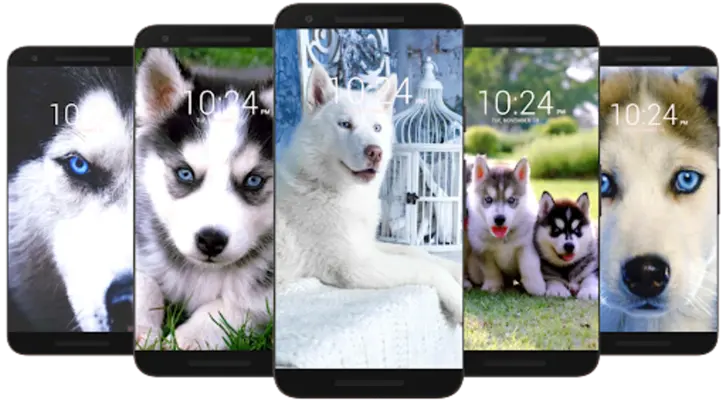 Husky Dog Wallpaper HD android App screenshot 0