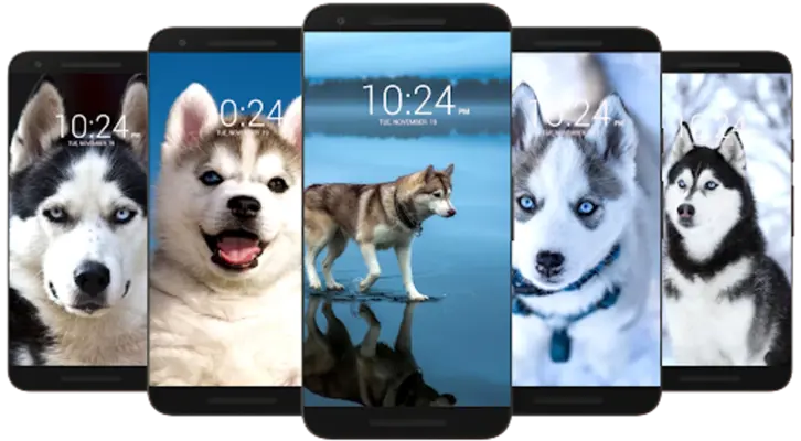 Husky Dog Wallpaper HD android App screenshot 1