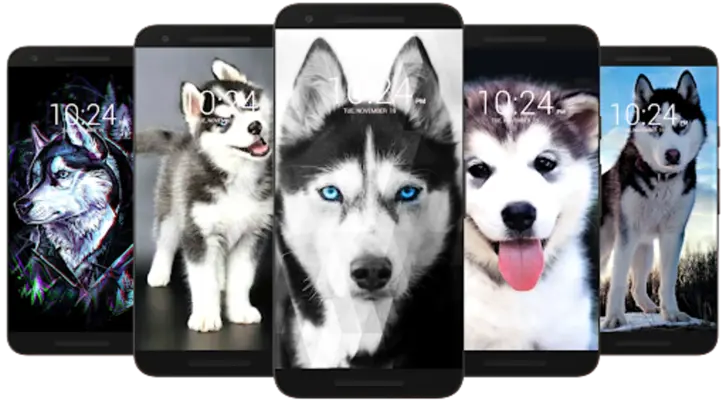 Husky Dog Wallpaper HD android App screenshot 2