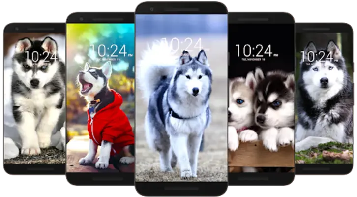 Husky Dog Wallpaper HD android App screenshot 3