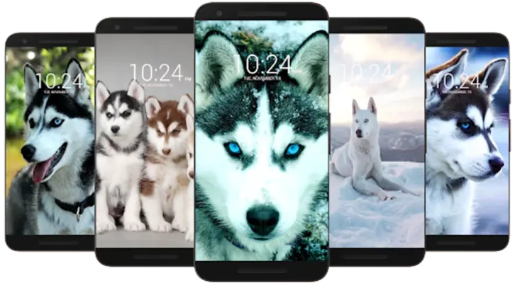 Husky Dog Wallpaper HD android App screenshot 4